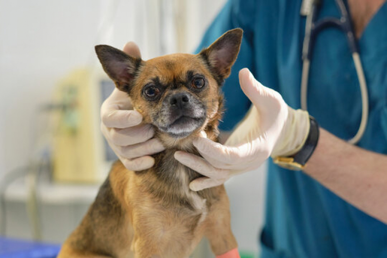 Clínica Veterinária Perto de Mim Taguatinga - Clínica Veterinária