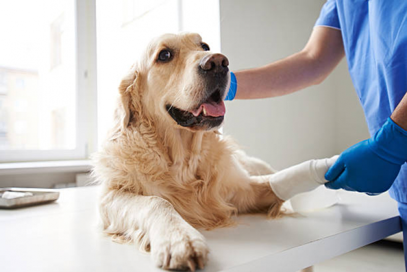 Castração de Cachorro Macho Setor Hospitalar Planaltina (Planaltina) - Castração de Cães