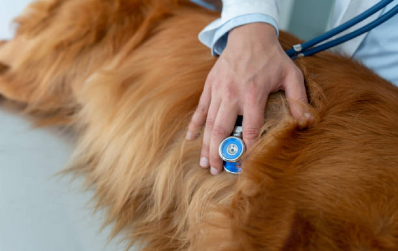 Cardiologista para Pets