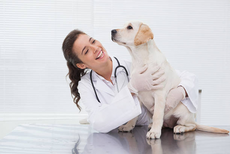 Castração de Cachorros