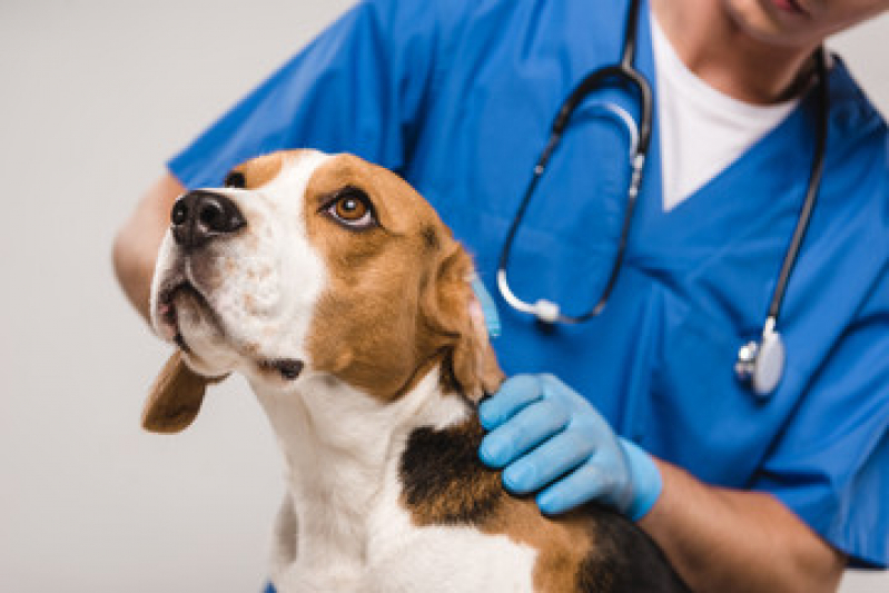 Internação Veterinária