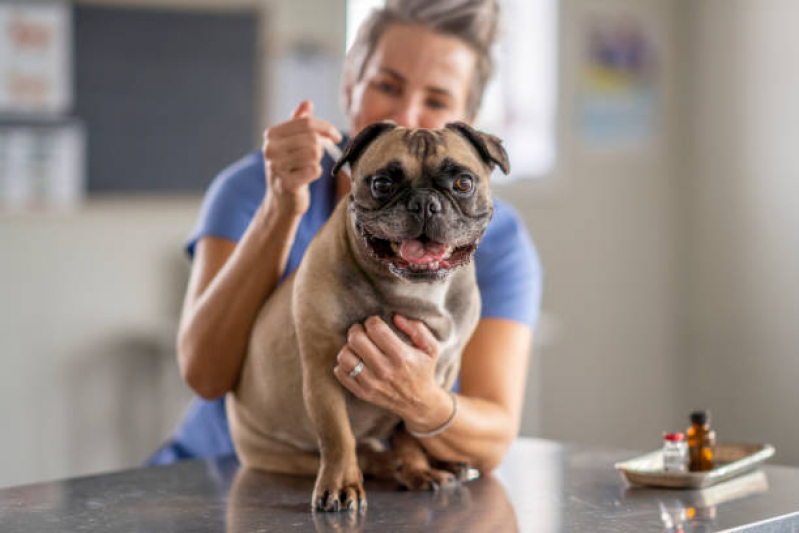 Remédios para Pulga de Cachorro