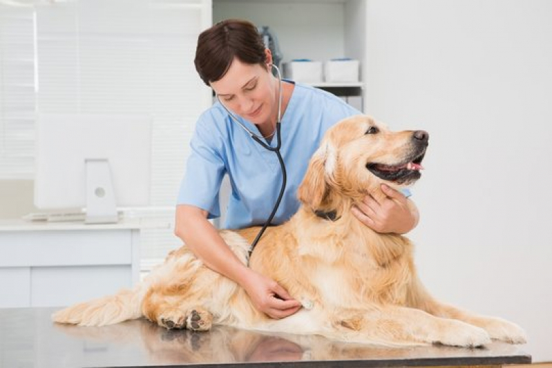 Veterinário 24h