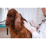 aplicação de vacina contra leptospirose para cães Areal Águas Claras (Taguatinga)