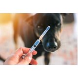aplicação de vacina de raiva para cachorro Cruzeiro Velho (Brasília)