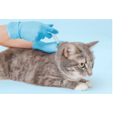 aplicação de vacina de raiva para gatos T Centro (Taguatinga)