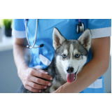aplicação de vacina leptospirose cães Ceilândia