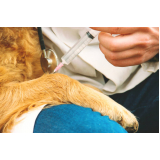 aplicação de vacina para animais de estimação Metropolitana Núcleo Bandeira (Núcleo Bandeir