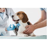 aplicação de vacina para sarna em cachorro Setor Leste Gama (Gama)
