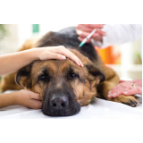 aplicação de vacinas para animais domésticos Riacho Fundo