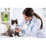 castração de gata fêmea clínica Recanto das Emas
