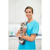 castração em gatos clínica Recanto das Emas