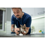 cirurgia de castração de gatas Setor de Habitações Individuai (Lago Sul)
