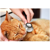 cirurgia de castração em gatos Setor de Habitaco (Lago Norte)