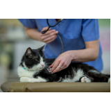 cirurgia de castração gato Condomínio Comunidade E Residencial Sobradinh