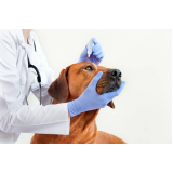 clínica com veterinária especialista em olhos de cachorro SMLN