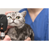 clínica com veterinário especialista em gatos Santa Maria