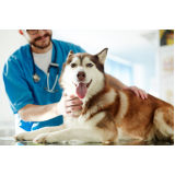 clínica para internação para cães e gatos Recanto das Emas