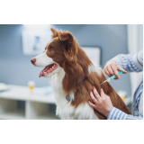clínica que aplica vacina contra leishmaniose para cães Lago Sul