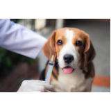 clínica que aplica vacina contra leptospirose para cães Estância Monte Darmas I (Planaltina)