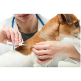 clínica que aplica vacinas para animais domésticos Setor Oeste (Guará)