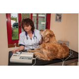 consulta com cardiologista veterinário Recanto das Emas