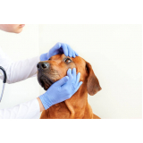 consulta com veterinária especialista em olhos de cachorro Águas Claras