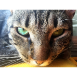 consulta com veterinário especialista em gatos Setor Placa da Mercedes Nucle (Núcleo Bandeir