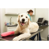 internação para cachorros clínica Recanto das Emas (Recanto das Emas)