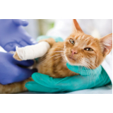 internação para gatos clínica Ceilândia