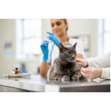 onde faz aplicação de vacina antirrábica gato Park Way