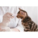 onde faz aplicação de vacina quíntupla felina Recanto das Emas