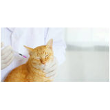 onde faz aplicação de vacina v4 gatos Setor Habitacional Vicente Pir (Taguatinga)