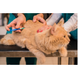 onde faz aplicação de vacina v5 gatos Setor M C - Ceilândia (Ceilândia)