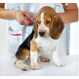 remédio para pulga de cachorro valores Setor Placa da Mercedes Nucle (Núcleo Bandeir