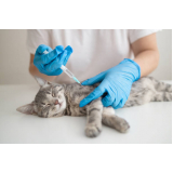vacina antirrábica gato marcar Setor Industrial Taguatinga (Taguatinga)