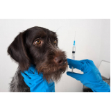 vacina da gripe para animais Sem Bairro (Taguatinga)