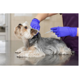 vacina de raiva para cachorro Setor Habitacional Samambaia (Samambaia)