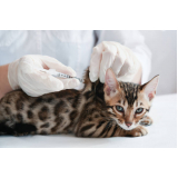vacina de raiva para gato Setor de Mansões Dom Bosco La (Lago Sul)