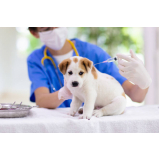 vacina leptospirose cães marcar Taguatinga Centro Taguatinga (Taguatinga)
