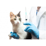 vacina para gato marcar Asa Sul