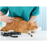vacina para gato Estância Monte Darmas I (Planaltina)