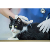 vacina v5 gatos Paranoá (Paranoá)