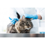 vacina v5 para gatos marcar Asa Norte