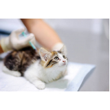 vacina v5 para gatos Guará I (Guará)