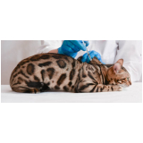 vacinas para gatos filhotes marcar Veredas Brazlândia (Brazlândia)