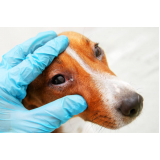 veterinária especialista em olhos de cachorro marcar Setor M C - Ceilândia (Ceilândia)