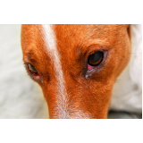 veterinária especialista em olhos de cachorro Zona Industrial Guará (Guará)
