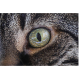 veterinário especialista em gatos marcar Setor Leste Gama (Gama)