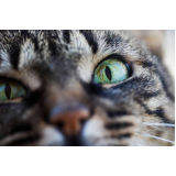 veterinário especialista em gatos Setor de Habitações Individuai (Lago Norte)